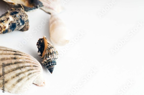 Shells conch