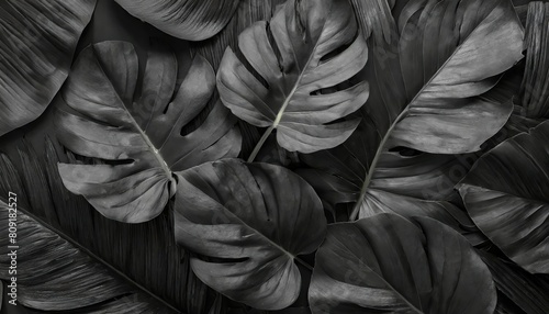 closeup nature view of black monstera leaf and palms background. Flat lay, dark nature concept, textures of abstract black leaves for tropical leaf background