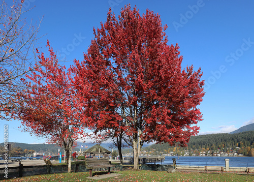 Red autumn colors of Canadian maple tree