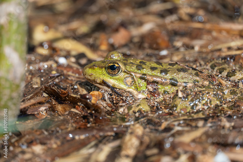 Marsh frog sits in lake and watches close-up. Green toad species of tailless amphibians of family ranidae. Single reptile of pelophylax ridibundus common in water. Portrait wet wild animal in pond.