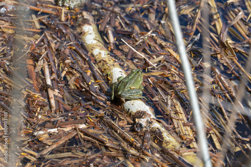 Marsh frog sits in lake and watches close-up. Green toad species of tailless amphibians of family ranidae. Single reptile of pelophylax ridibundus common in water. Portrait wet wild animal in pond. photo