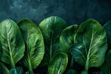 Vibrant green bok choy leaves grouped together on a dark background, A close-up of vibrant green bok choy leaves against a dark background