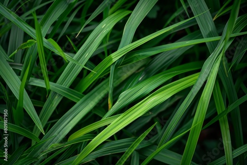 Detailed view of lush green grass with a blurred background  A close-up perspective of the texture and lines of individual grass blades