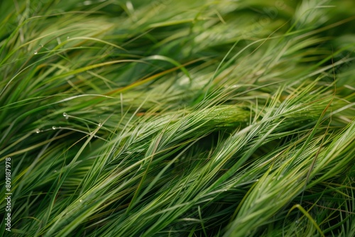 Close-up view of green grass blowing in the wind  showcasing texture and movement  A close-up perspective of the texture and lines of individual grass blades