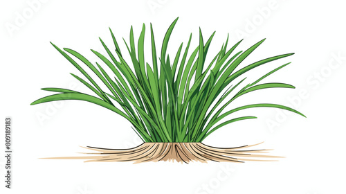 Lemongrass plant shoot or sprout engraving sketch s