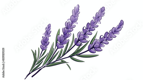 Lavender branch outline hand drawn vector illustrat