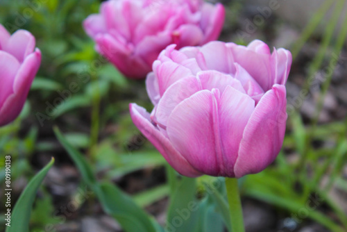 spring flowers pink tulips close-up, pink tulips in the garden