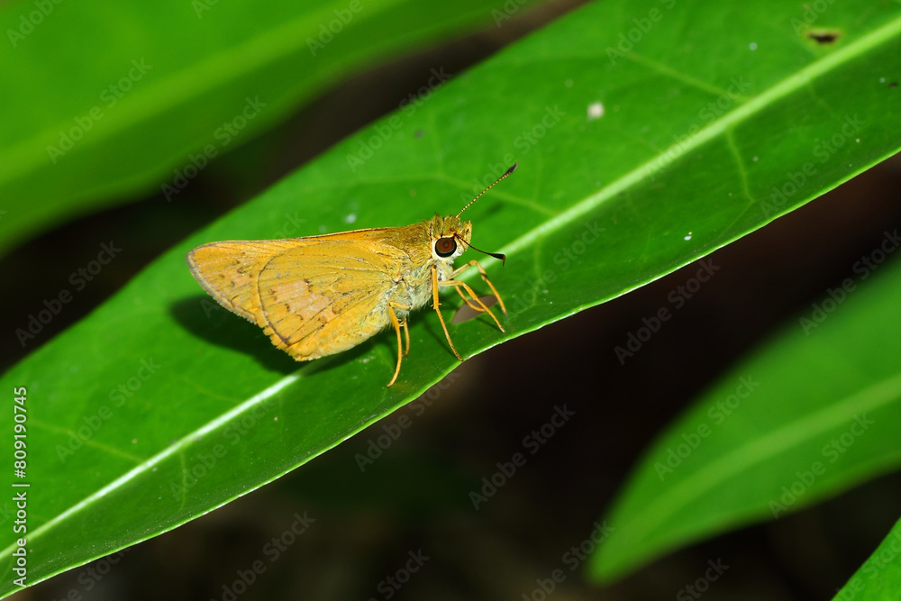a brown butterfly (hesperiidae) in nature, macro photography, close up, insect. a brown butterfly (hesperiidae) in nature, macro photography, close up, insect.