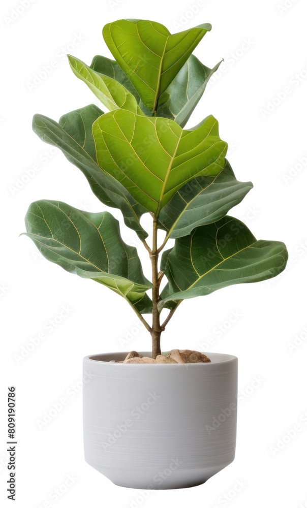 PNG Leaf plant tree vase