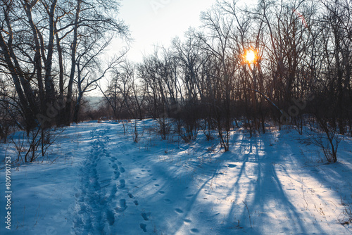 Sunset in the winter forest. The sun's rays through the trees