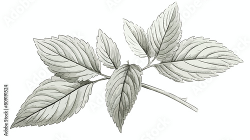 Leaves of mint or melissa aromatic herbs sketch mon photo