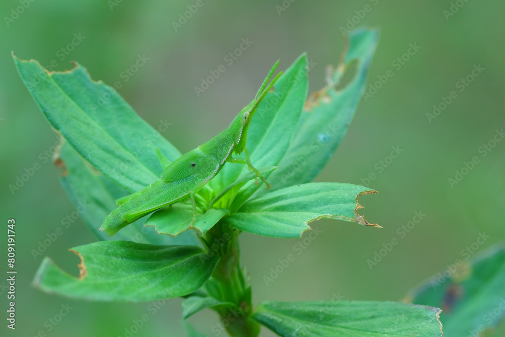 a grasshopper perched on a leaf, macro photography, close up, insect. a grasshopper perched on a leaf, macro photography, close up, insect.