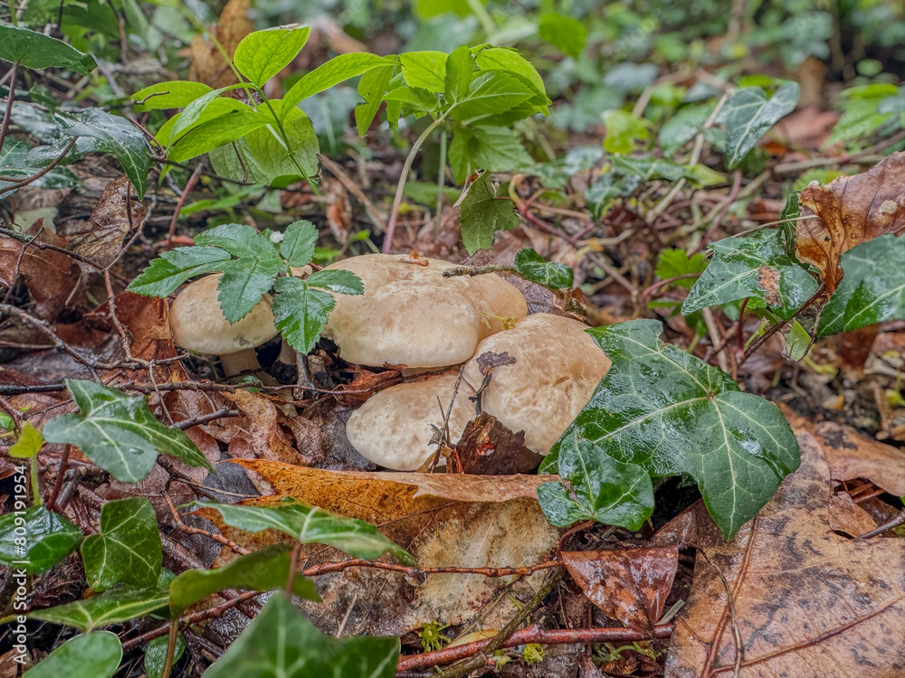 Maipliz (Calocybe gambosa) oder Georgsritterling Maipliz (Calocybe gambosa) oder Georgsritterling