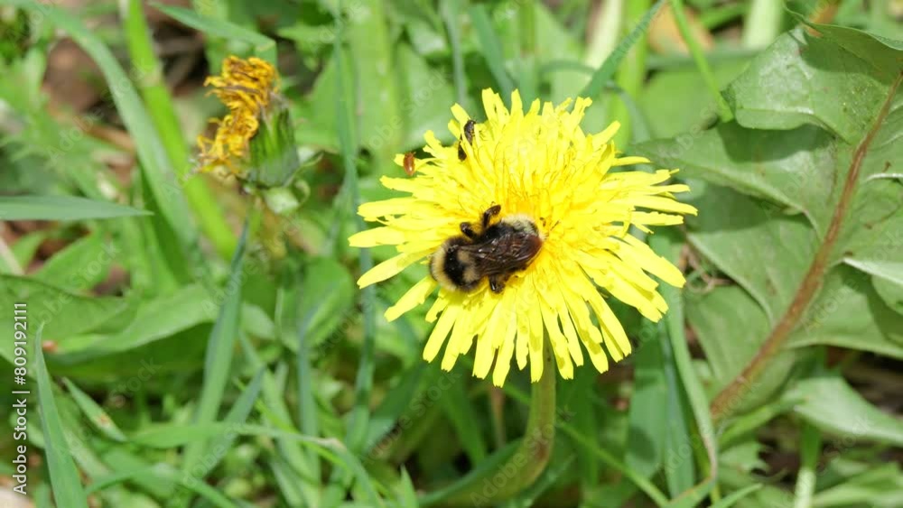 Böhmische oder Umherschweifende Kuckuckshummel (Bombus bohemicus) an Löwenzahnblüte (Taraxacum) Böhmische oder Umherschweifende Kuckuckshummel (Bombus bohemicus) an Löwenzahnblüte (Taraxacum)