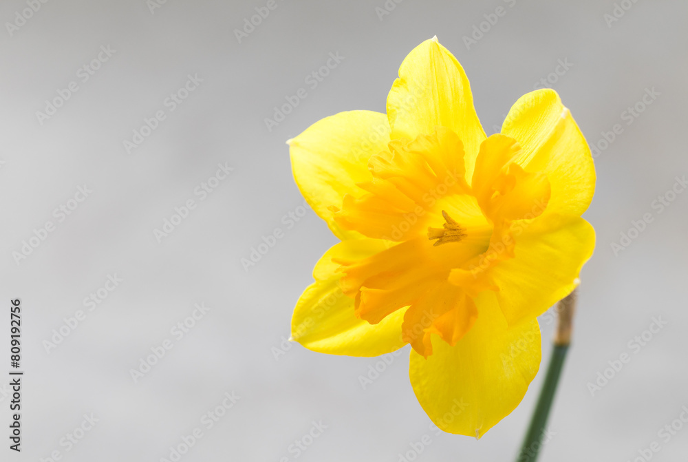 Yellow narcissus. Narcissus head. Six petals. Close-up. Copy space Yellow narcissus. Narcissus head. Six petals. Close-up. Copy space