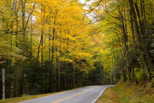 Road through the Autumn Woods