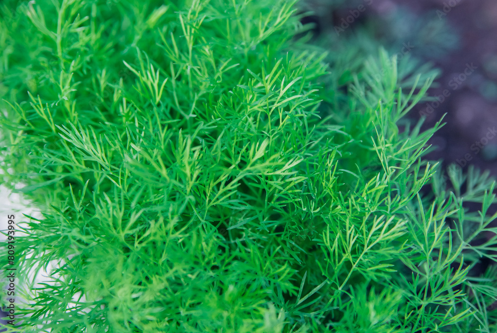 Green dill leaves in the garden. Organic farm. Healthy eating. Foods rich in vitamins. Agricultural industry. Natural background. Fragrant seasoning. Green dill leaves in the garden. Organic farm. Healthy eating. Foods rich in vitamins. Agricultural industry. Natural background. Fragrant seasoning.