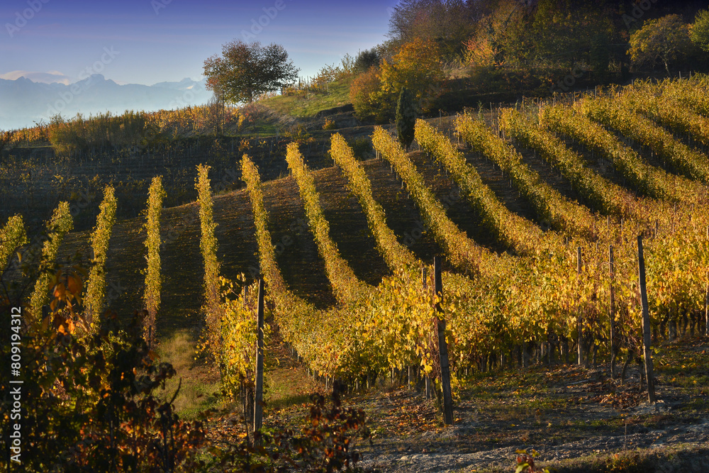 View on colorful vineyards of Langhe Roero Monferrato, UNESCO World Heritage in Piedmont, Italy. in autumn season.