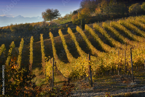 View on colorful vineyards of Langhe Roero Monferrato  UNESCO World Heritage in Piedmont  Italy. in autumn season.