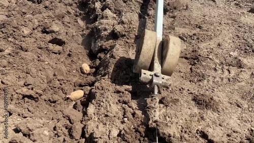 the process of planting potatoes in early spring using a hand plow close-up	

