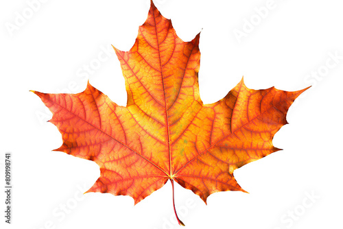 Autumn Splendor  Vibrant Maple Leaf Showcasing the Beauty of the Fall Season. on transparent background