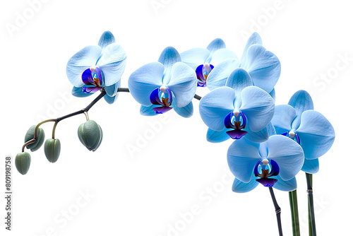 Elegant Orchids Exquisite Beauty of Delicate Flowers Against on transparent background