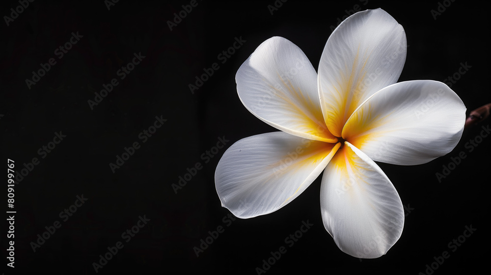 Elegant plumeria flower against a dark background, exquisite details. Elegant plumeria flower against a dark background, exquisite details.