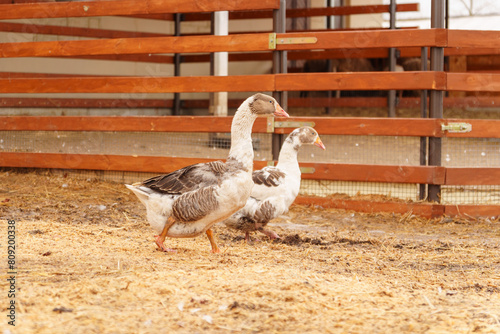 Geese standing in a row next to each other on a farm. Selective focus photo