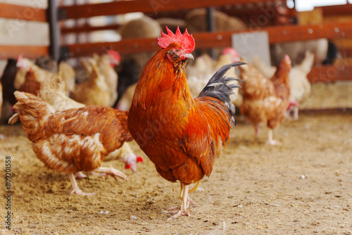 Chickens gracefully moves across a dry dirt field, its feathers shimmering in the sunlight.