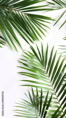 Green palm leaves on a white background