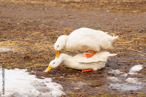 Ducks are standing on farm, their feathers blending with the earth as they explore the ground with their beaks.