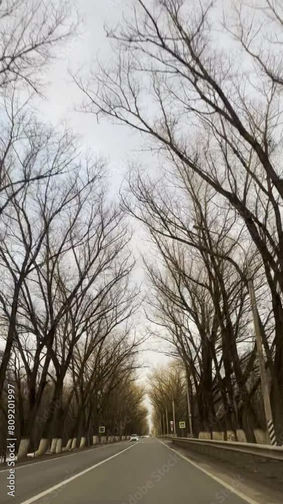 trees with fluffy branches without leaves along the road trees with fluffy branches without leaves along the road