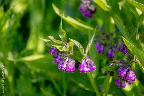 Selective focus of violet flower with green leaves, Common comfrey or Symphytum officinale is a perennial flowering plant in the family Boraginaceae and species of Symphytum, Nature floral background. photo