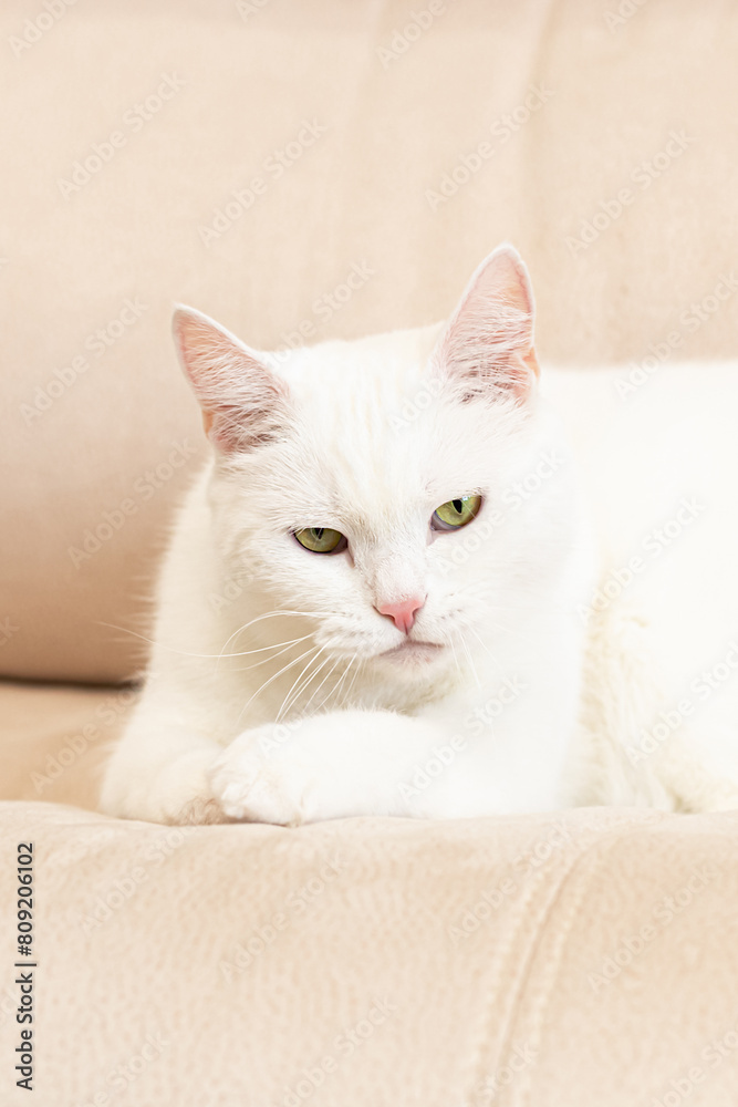 A thoroughbred cat. A white British cat. Portrait. Animal themes. Pets