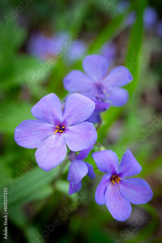 Creeping Phlox