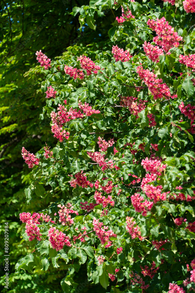 flowering red horse chestnut with inflorescences