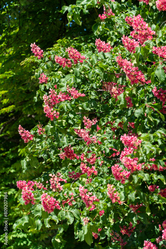 flowering red horse chestnut with inflorescences