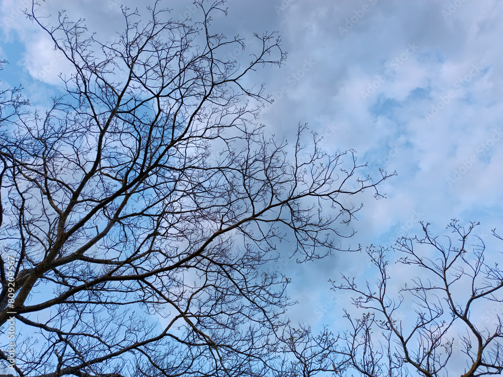 tree in the sky tree in the sky