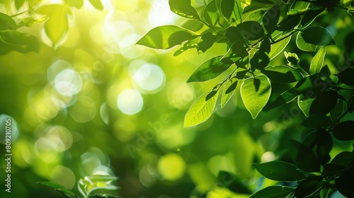 Sunlight shining through the leaves of a lush green tree. AIG51A. photo