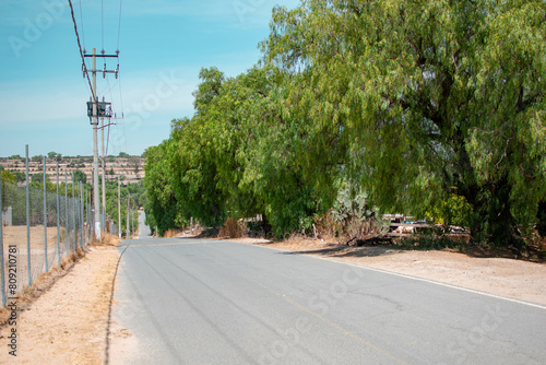Imagen horizontal de una carretera vacía en la tarde llena de arboles, camino rural 