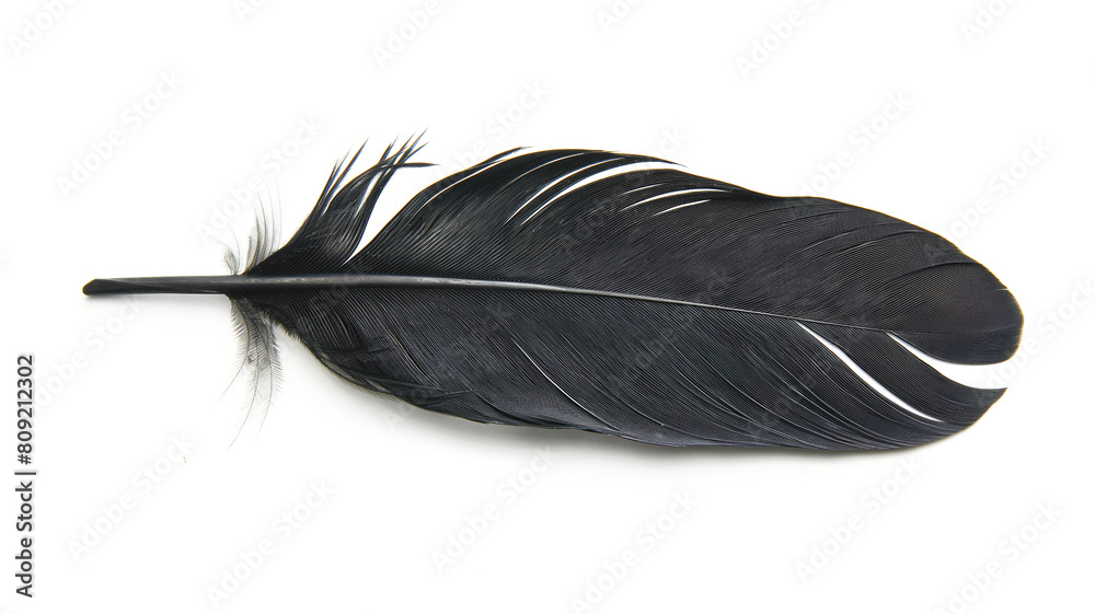 Black feather isolated on a transparent background Black feather isolated on a transparent background