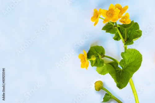 Greeting card. Marsh Marigold, Caltha Palustris isolated on light  background. Wild yellow spring flowers.