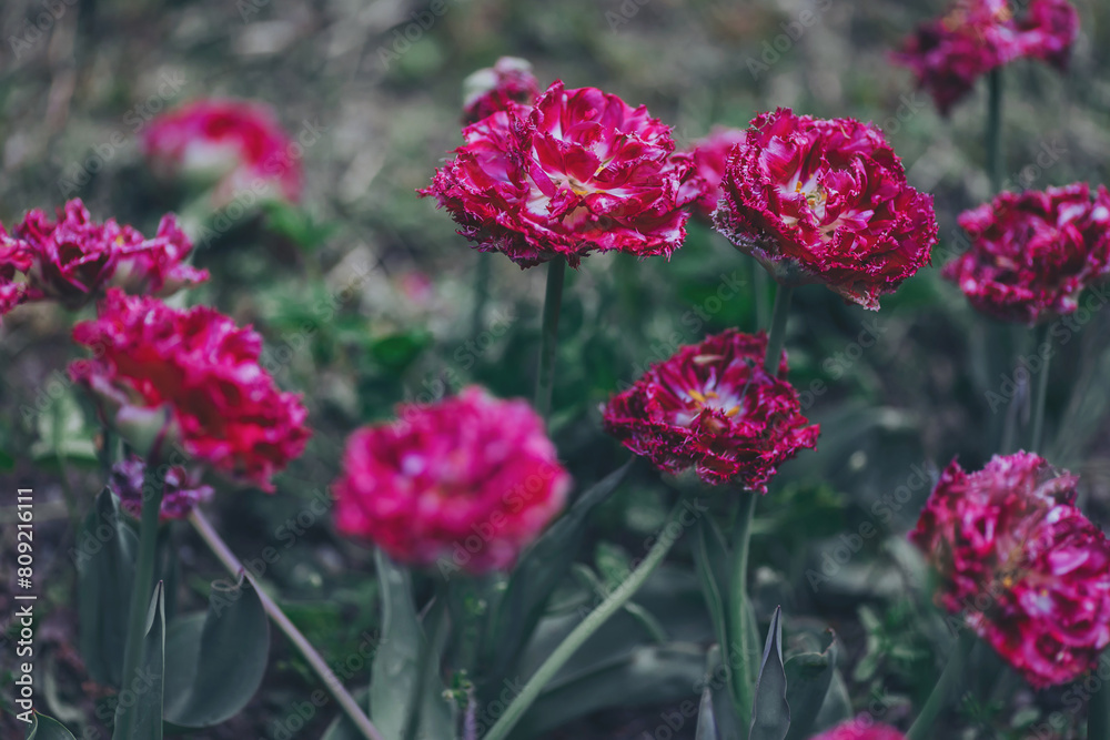 Dutch Tulip of Sort BREST in botanic Flowers Garden. Purple tulip flowers closeup colorful spring blooms nature background flora garden blossoms. 