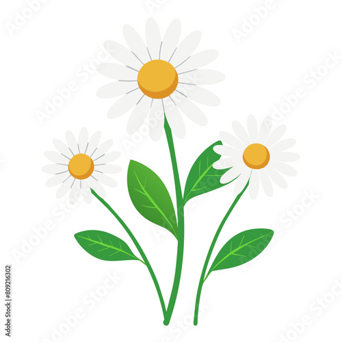 Chamomile Blossoms - three chamomile flowers  natural elegance of these botanical