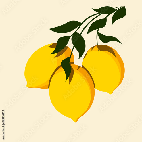 Bright lemons growing on a branch. Fresh citrus fruits in simple flat style. Botanical citrous vector illustration.
