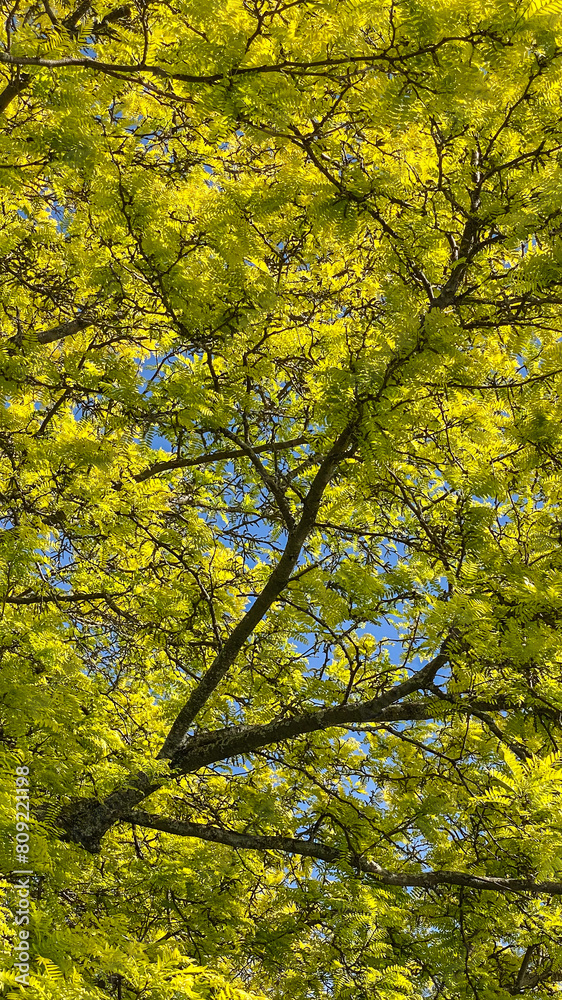 Tree Branches with Yellow Leaves Against Blue Sky and clouds