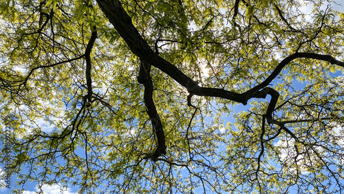 Tree Branches with Yellow Leaves Against Blue Sky and clouds