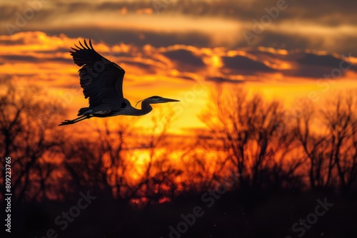Heron Rookery at Sunset. Great Blue Heron Soaring Above the Mississippi River near Minneapolis photo
