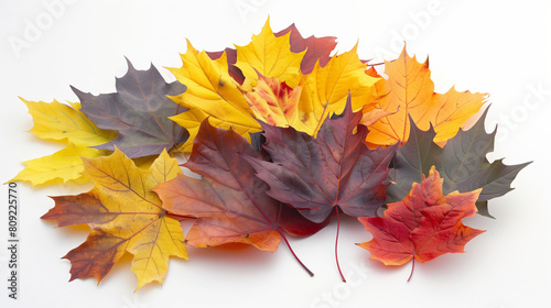 Pile of colorful autumn leaves neatly arranged on a white background 