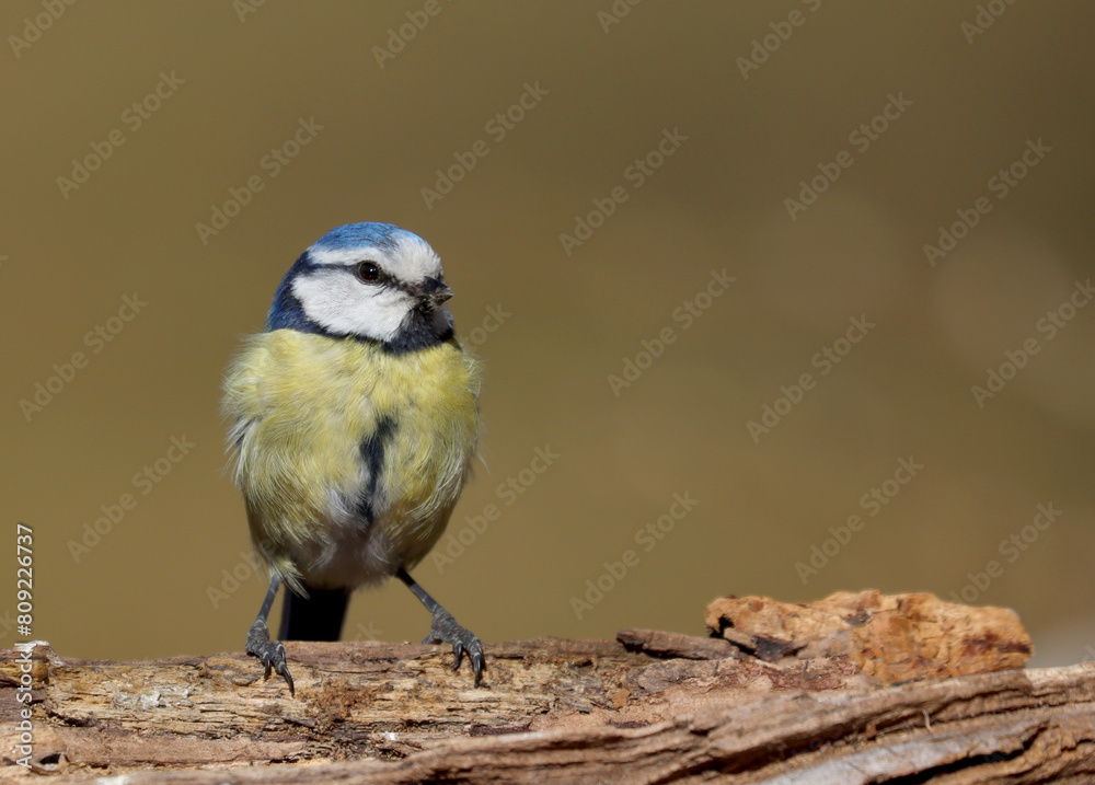 Eurasian blue tit